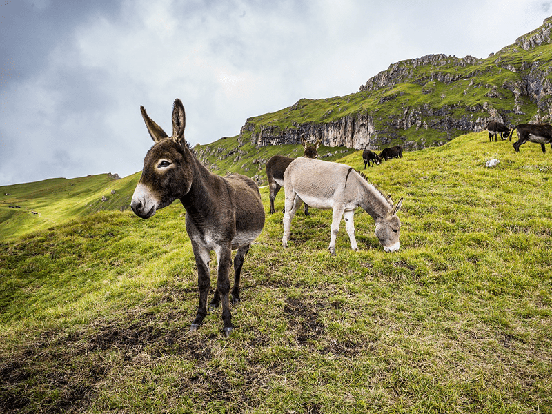 grasende Esel in schöner Landschaft