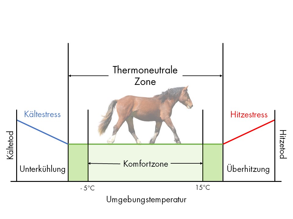 Abbildung Thermoregulation