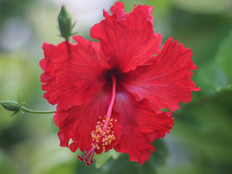 Hibiskus