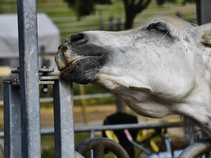 Salzmangel beim Pferd
