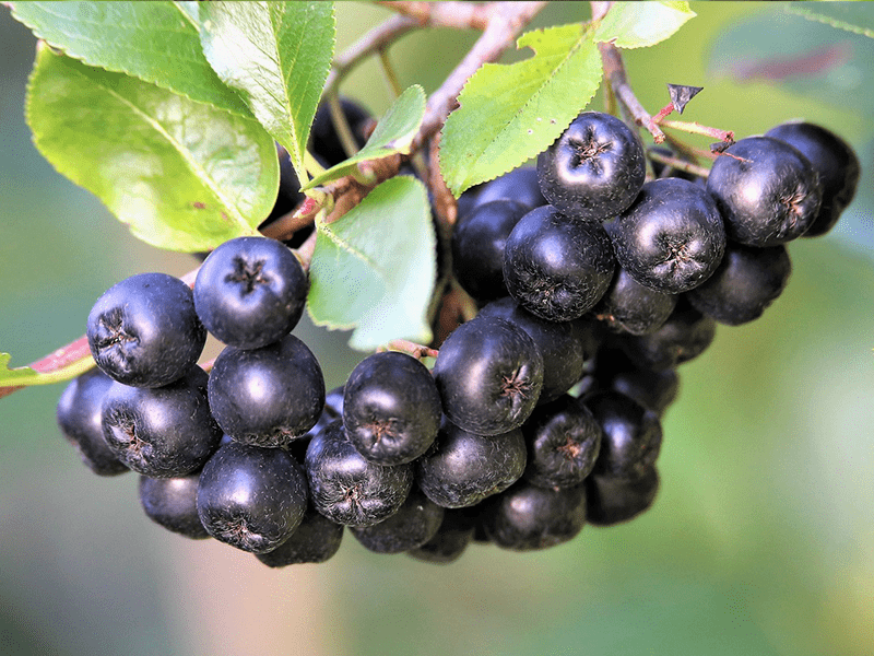 Aronia (Apfelbeere)