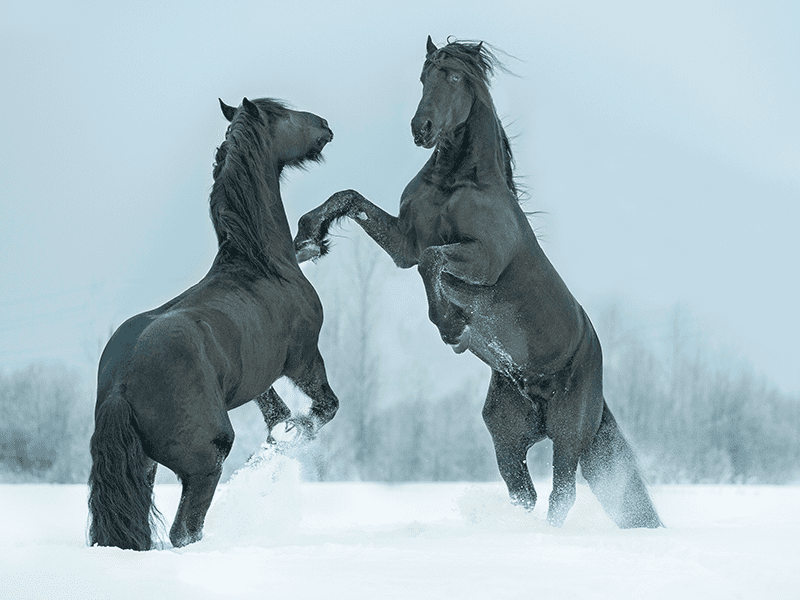 Friesen steigend im Schnee