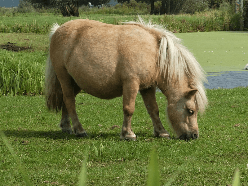 Kleines Pony auf Weide