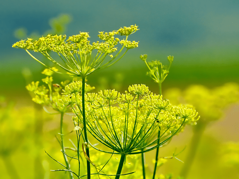 Fenchel