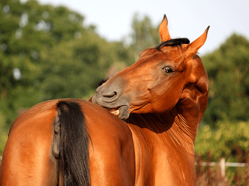 Pferd knabbert sich wegen Juckreiz