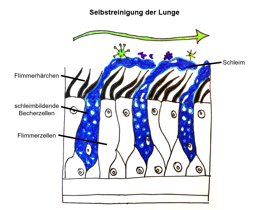 Selbstreinigung der Lunge