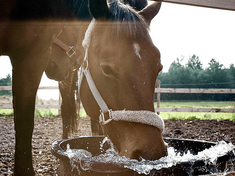 Pferd trinkt
