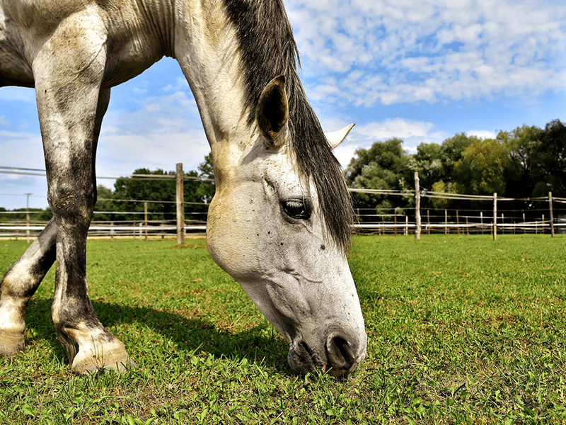 Pferd auf abgegraster Weide