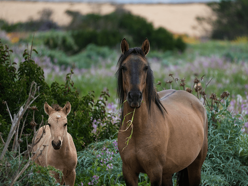 Wildpferd mit Fohlen