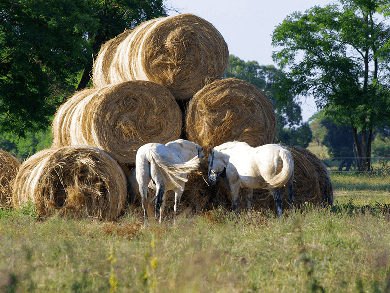 Pferde an Heuballen
