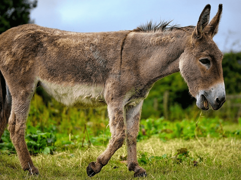 Esel mit schlanker Figur
