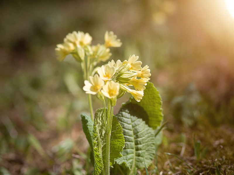 Schlüsselblume