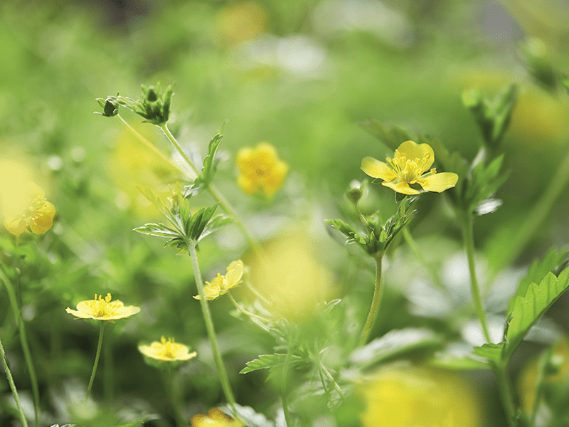 Wurzelstock der Blutwurz