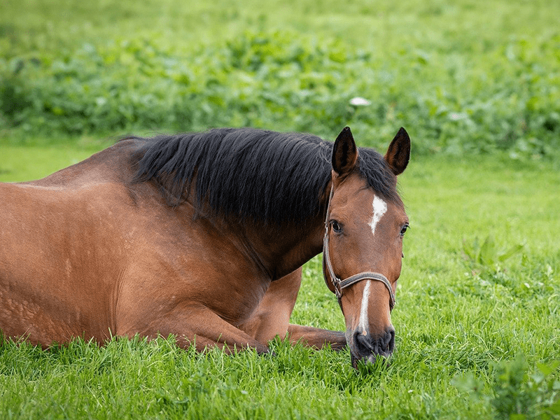 Im Gras liegendes Pferd