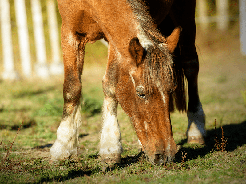 altes Pferd auf Wiese