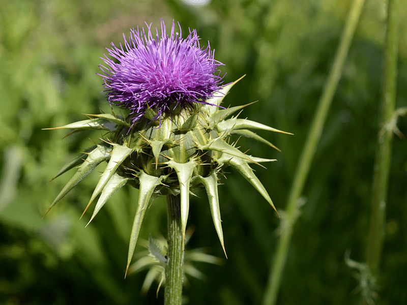 Mariendistel