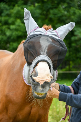 Maske Pferd