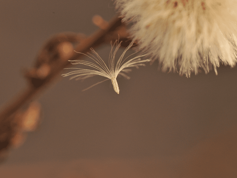 Samen Jakobskreuzkraut