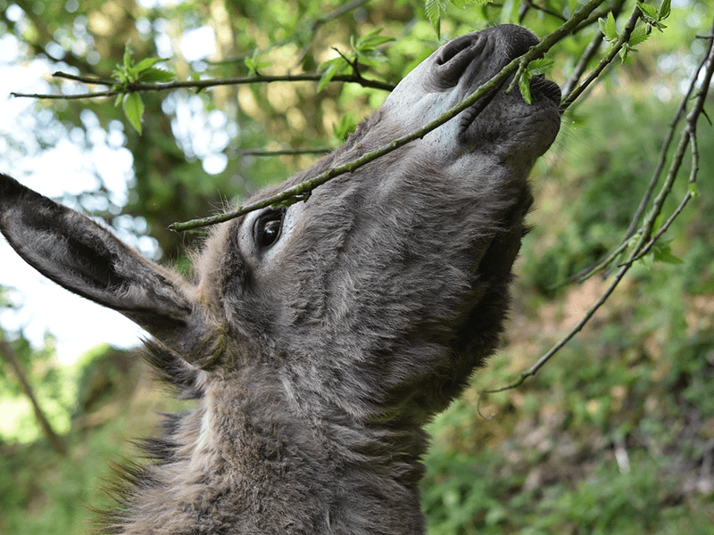 Esel frisst Zweig von Baum