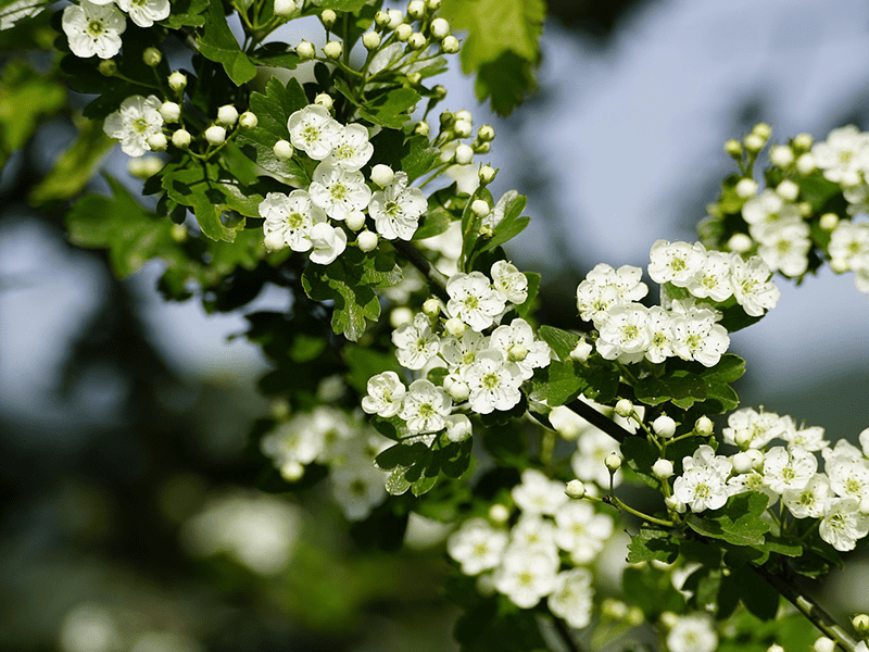 Weißdorn während der Blüte
