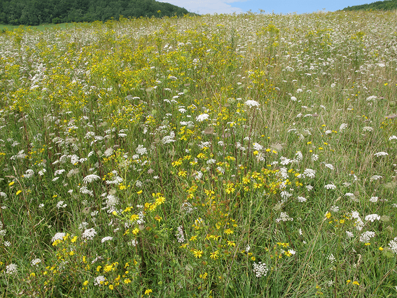 Wiese mit blühendem Jakobskreuzkraut