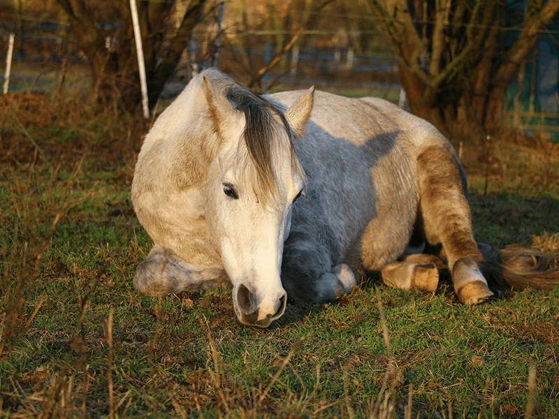 Pferd in ungewöhnlich liegender Position