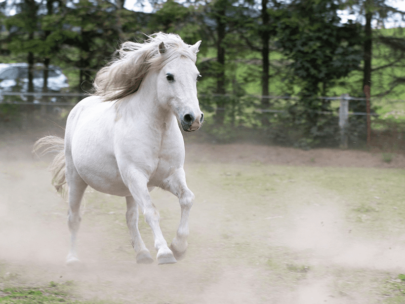 Pferd umgeben von Staub