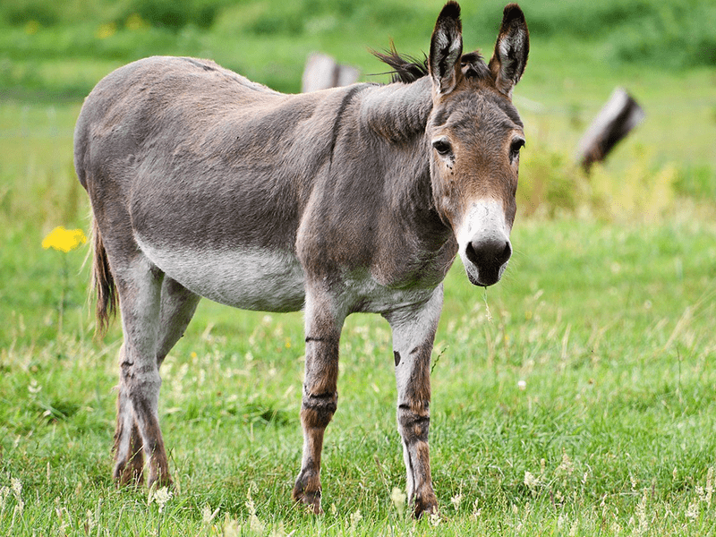 Esel auf Wiese